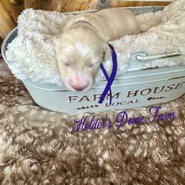 January - Cream female Dachshund puppy in Atwood, Oklahoma from Holder’s Doxie Farm