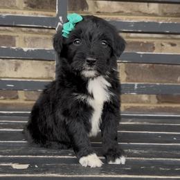 Orchid - Black and white female Aussiedoodle puppy in Cartersville, Georgia from Simply Blessed Doodles