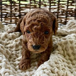 Ember - Red  male Poodle puppy in Florida from Rouge Poodles