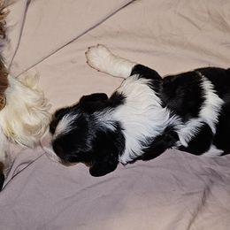 Cavalier King Charles Spaniel Puppies from Critter's Cottage Cavaliers