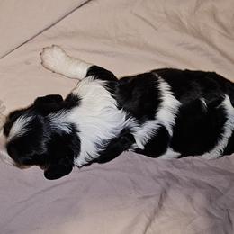 Cavalier King Charles Spaniel Puppies from Critter's Cottage Cavaliers