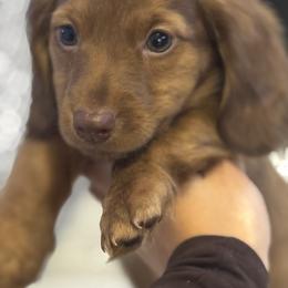 Oliver - Red male Dachshund puppy in Fort Sill, Oklahoma from RG Mini Dachshunds