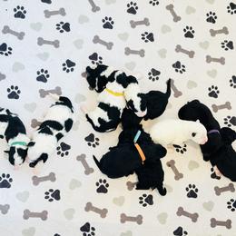 Portuguese Water Dog Puppies from Cornerstones Porties