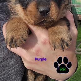 Purple - Black and mahogany female Rottweiler puppy in Tangent, Oregon from Raya's Royals