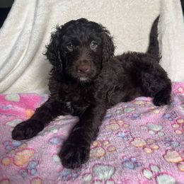 Aussiedoodle, Bernedoodle, Goldendoodle, and Poodle Puppies from Kingsfield Doodles