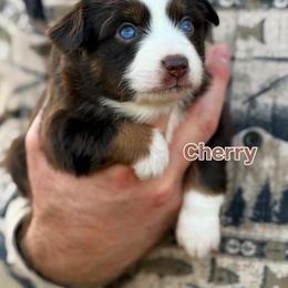 Cherry - Red tri female Toy Australian Shepherd puppy in Riverton, Utah from Iron Spirit Homestead & Aussies