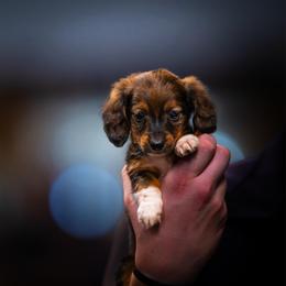 Purple Collar (Girl 2) - Red female Dachshund puppy in Amesbury, Massachusetts from Fox Hill Farm & K9