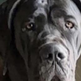 Great Danes from Super Nova Danes