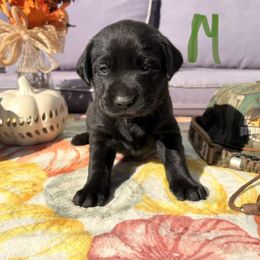 Green - Black male Labrador Retriever puppy in Talking Rock, Georgia from Bethel Woods Kennels