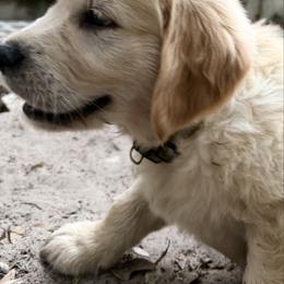Amore Scout - Light golden male Golden Retriever puppy in Gainesville, Florida from Heart and Soul Dog Breeding, Inc.