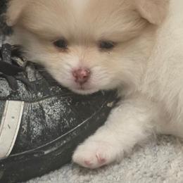 Jasper - Cream sable parti male Pomeranian puppy in Littleton, Colorado from Blaylock's Pomeranian Puppies