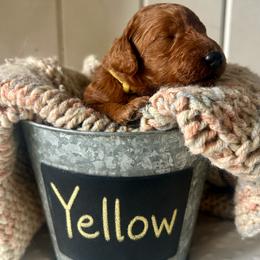 Yellow - Red  male Goldendoodle puppy in Grand Blanc, Michigan from Perry Farm Doodles