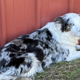 Aussiedoodles from Cooper’s Mini Aussiedoodles