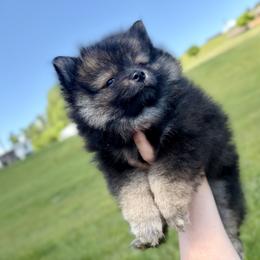 Wolf sable - Wolf sable female Pomeranian puppy in Maynardville, Tennessee from Knox Posh Poms