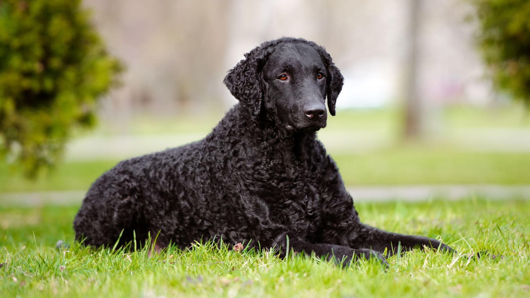 Curly coated retriever store breeders