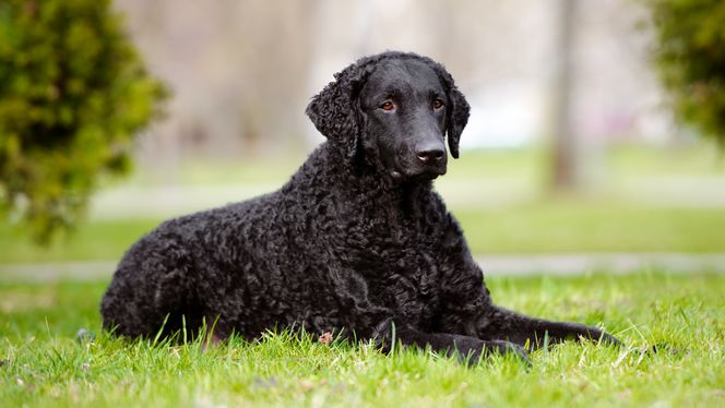 Curly-Coated Retriever