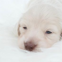 Dachshund Puppies from Dreamheart Dachshunds