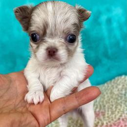 Olaf - Merle male Chihuahua puppy in Mesa, Arizona from Arizona Dream Chihuahuas