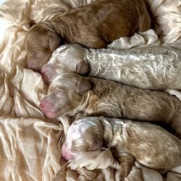 John - Red  male Poodle puppy in Ridgewood, New York from The Poodlemen