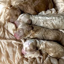 John - Red  male Poodle puppy in Ridgewood, New York from The Poodlemen