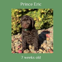Eric - green collar - Chocolate male Labradoodle puppy in Beavercreek, Oregon from Auburn Sky Labradoodles