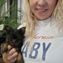 Yorkshire Terrier Puppies from The Yorkies and Us