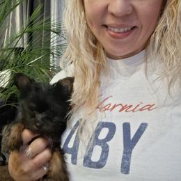 Yorkshire Terrier Puppies from The Yorkies and Us