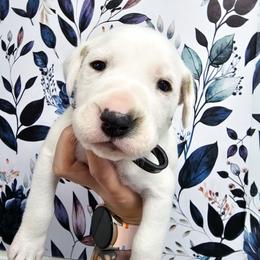Zeus - White and lemon male Dalmatian puppy in Gray, Georgia from Fuller Spots