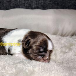 Mini Chaos - Liver and white female Shih Tzu puppy in Memphis, Tennessee from Thorntons Fur Crew