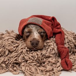 Dachshunds from Johnson's Teeny Weenies