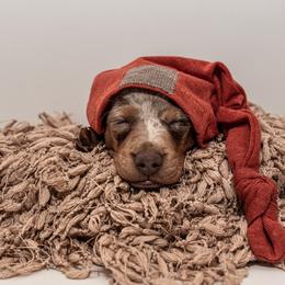 Dachshunds from Johnson's Teeny Weenies