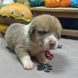 Stuart - Sable male Pembroke Welsh Corgi puppy in Apison, Tennessee from Ashmore Corgis