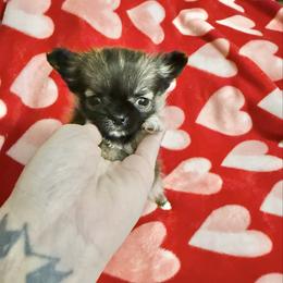 Marcus - Black sabled fawn male Chihuahua puppy in Williamsburg, Virginia from PAWSitive Cheeky Chihuahuas