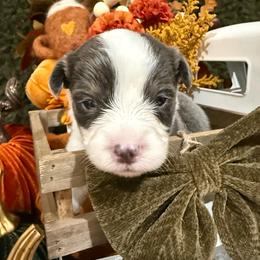 Sterling - Blue male Pembroke Welsh Corgi puppy in Paxton, Illinois from McGovern Family Corgis