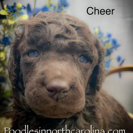Cheer - Brown male Poodle puppy in Greenville, North Carolina from Grace Poodles