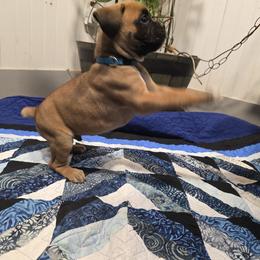 Mr Blue - Fawn male Boxer puppy in Prairieville, Louisiana from Puppy Patch
