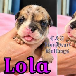 Lola - Fawn and white female Bulldog puppy in Clarksville, Indiana from C&A IronHeart Bulldogs and Krymson Kandy Shihtzus