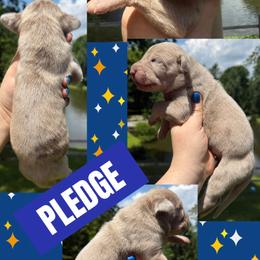 Pledge - Harlequin male Great Dane puppy in Wellsville, New York from Prophecy Danes