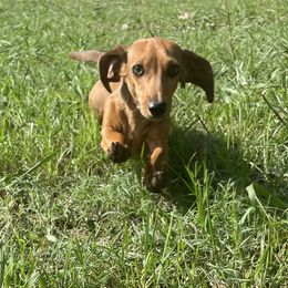 Hattie - Dachshund