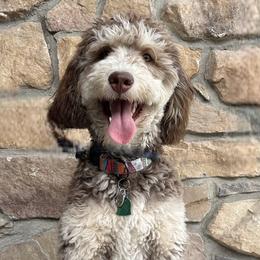 Mazzy - Bernedoodle