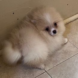 Biscuit - Cream parti Pomeranian puppy in Avon Park, Florida from Mariska's Pomeranians