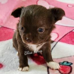 Ivy - Chocolate and white female Chihuahua puppy in Ponca City, Oklahoma from Bliss Acres Farm