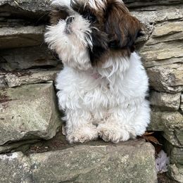 Shih Tzus from Chrissy's Shih Tzus