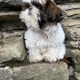 Shih Tzus from Chrissy's Shih Tzus