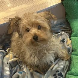 Yorkipoo puppies from Robyn’s Nest