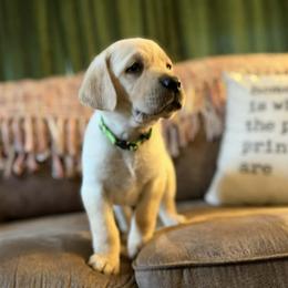 Stella - Yellow female Labrador Retriever puppy in Sweet Home, Oregon from Snowpeak English Labradors