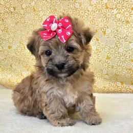 Winnie - Gold female Morkie puppy in Monticello, Iowa from Ashley’s Puppies
