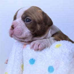 Baby Shar - Red female Boston Terrier puppy in Kingsport, Tennessee from Sleepwalker Bostons