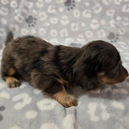 Jupiter - Dapple male Dachshund puppy in Tonopah, Arizona from Desert Diamond Dachshunds