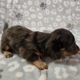 Jupiter - Dapple male Dachshund puppy in Tonopah, Arizona from Desert Diamond Dachshunds